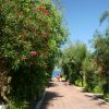 Sentiero fiancheggiato da alberi con fiori rossi, conduce verso il mare.