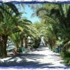 Viale alberato con palme e ombre proiettate sul sentiero.