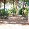 Sentiero boschivo tra alberi e arbusti.