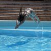 Donna in bikini che tuffa in piscina.