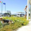 Beagle tra fiori vicino a edificio, bandiere sventolano.