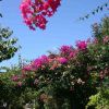 Un sentiero alberato con fiori rosa e viola sotto un cielo azzurro.