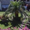 Un giardino con una palma centrale, sentieri, cespugli e fiori rosa.