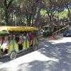 Un trenino turistico verde e giallo porta passeggeri attraverso un'area boschiva.