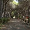 Viale alberato con piante in vaso su entrambi i lati.