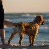 Persona e cane sulla spiaggia al tramonto.